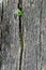Young green sprout of wood breaks through the old wooden crack.