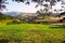 Young, green sprouts in the fields.