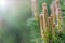 Young green sprouts fir tree needles sprig with sun lights bokeh. Sprouts on twig in sunlight coniferous background