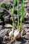 Young green sprouts of garlic planted on ground. Growing