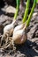 Young green sprouts of garlic planted on ground. Growing and gardening vegetables