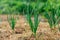 Young green sprouts of onion grow covered with mulch lined up in rows in garden on summer day. Organic garden, farm.