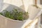 Young green sprouts of satureja in a pot hanging on balcony wall. Natural morning light.