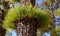 Young green sprouts on the trunk of Canary Island pine (Pinus canariensis) in the mountain forest of Tenerife.