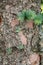 Young green spruce branches grow from a barked tree trunk. Close-up. Vertical orientation. High quality photo