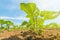 Young green sunflower plants. Field young sunflower