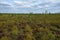 Young green swamp in early spring. Swampy area