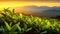 Young green tea leaves in the rays of the rising sun. Mountain tea plantation in the morning mist and illuminated by the sun.