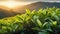 Young green tea leaves in the rays of the rising sun. Mountain tea plantation in the morning mist and illuminated by the sun.