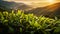 Young green tea leaves in the rays of the rising sun. Mountain tea plantation in the morning mist and illuminated by the sun.