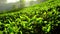 Young green tea leaves on the tea bush close up in Munnar, Kerala state, India