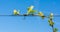 Young green tender leaves of grapes on a background of blue sky in spring