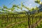 Young green tender leaves of grapes on a background of blue sky in spring. Vineyard in springtime