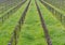 Young green tender leaves of grapes on a background of blue sky in spring. Vineyard in springtime