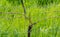 Young green tender leaves of grapes on a background of blue sky in spring. Vineyard in springtime