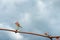 Young green tender shoots and leaves of grapes on the vine against the blue sky in the spring