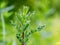 Young green thistle plant on blurred background. Weeds in the field_