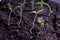 Young green tiny tomato seedlings with two leaves are growing on the ground, increasing