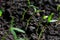 Young green tiny tomato seedlings with two leaves are growing on the ground, increasing