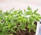 Young green tomato plants - vegetable seedlings