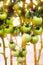 Young green tomatoes grow in a greenhouse in the garden, tomato plantation, evening sunlight. Close-up, selective focus, soft