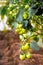 Young green tomatoes grow in a greenhouse in the garden, tomato plantation, evening sunlight. selective focus