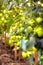 Young green tomatoes grow in a greenhouse in the garden, tomato plantation, evening sunlight. selective focus, soft focus.