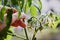 Young green tomatoes growing indoors on a windowsill and a caring hand.