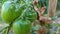 young green tomatoes, one of the fruits included in the vegetable and fruit category