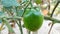 Young green tomatoes, one of the fruits included in the vegetable and fruit category