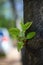 Young green twig growing on tree trunk