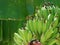 Young green unripe bananas on Musa x paradisiaca, dessert banana tree, close up