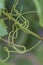 Young Green Vine Tendrils.