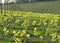 Young green vineyards in Chianti region near Mercatale Val di Pesa