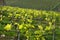 Young green vineyards in Chianti region near Mercatale Val di Pesa