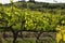 Young green vineyards in Chianti region near San Casciano Val di Pesa Florence. Italy