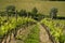Young green vineyards in Chianti region near San Casciano Val di Pesa, Tuscany. Italy