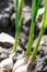 Young green wet sprouts of garlic with water droplets. Garlic cloves are planted on ground