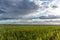 Young green wheat corn grass field landscape