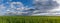 Young green wheat corn grass field landscape