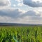 Young green wheat corn grass sprouts field closeup