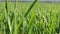 Young green wheat corn grass sprouts field closeup