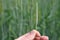 Young green wheat ear of corn in hand