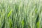 Young green wheat ears close-up in the field