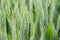 Young green wheat ears close-up in the field