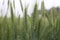 Young green Wheat Ears Growing In an Agricultural Field