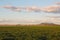 Young green wheat on the fertile plains of Bellata, NSW, Australia