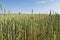 Young green wheat field. Ripening ears wheat. Agriculture. Natural product. Agricaltural landscape.