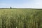 Young green wheat field. Ripening ears wheat. Agriculture. Natural product. Agricaltural landscape.