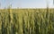 Young green wheat field. Ripening ears wheat. Agriculture. Natural product. Agricaltural landscape.